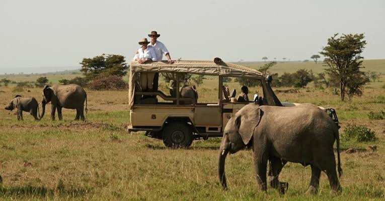 5 Reasons to book a safari experience
