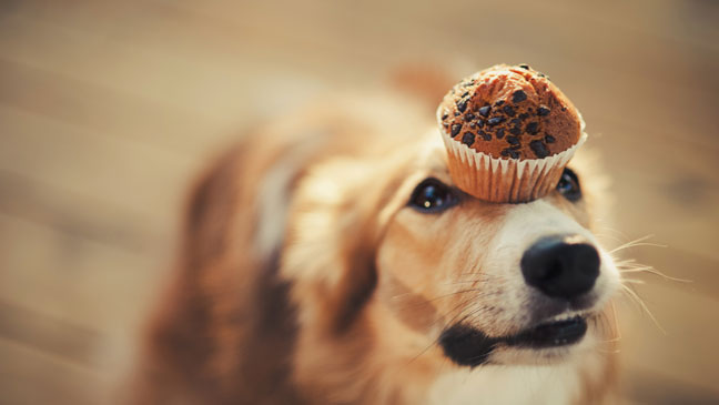 Is Your Pet Always Hungry? How To Satisfy Their Cravings