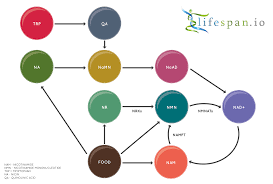 CAN β- NICOTINAMIDE MONONUCLEOTIDE (NMN) BE USED TO CURE METABOLIC DISEASES?