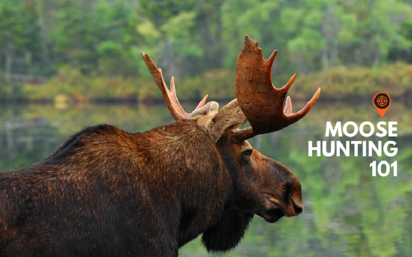 Moose 101: Amazing Facts That You Didn’t Know About This Gorgeous Animal